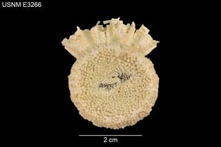 To NMNH Extant Collection (Odinia antillensis USNM E3266 - Dorsal)