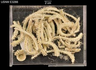 To NMNH Extant Collection (Odinia antillensis USNM E3266 - Lot)