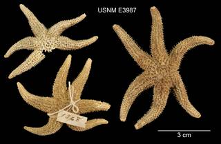 To NMNH Extant Collection (Asterias hexactis USNM E3987 - Dorsal)