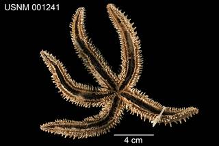 To NMNH Extant Collection (Asterias madeirensis USNM 001241 - ventral)