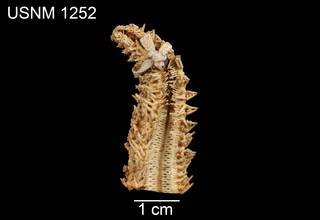 To NMNH Extant Collection (Asterias sertulifera USNM 1252 - ventral)
