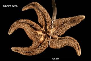 To NMNH Extant Collection (Asterias conferta USNM 1275 - ventral)