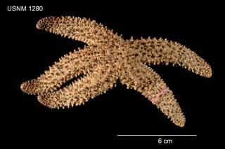 To NMNH Extant Collection (Asterias Capitata USNM 1280 - Dorsal)