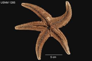 To NMNH Extant Collection (Asterias brevispina USNM 1285 - ventral)