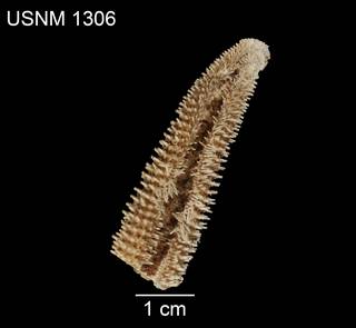 To NMNH Extant Collection (Asterias troschelii USNM 1306 - ventral)