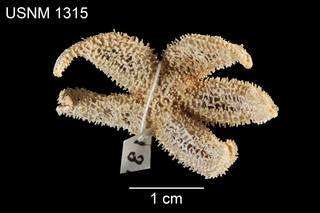 To NMNH Extant Collection (Asteracanthion littoralis USNM 1315 - dorsal)