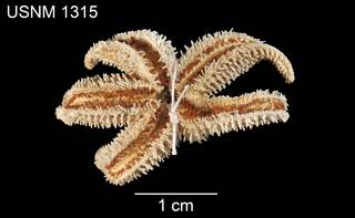 To NMNH Extant Collection (Asteracanthion littoralis USNM 1315 - ventral)