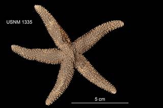 To NMNH Extant Collection (Asterias arenicola USNM 1335 - dorsal)