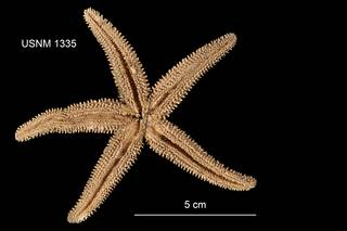 To NMNH Extant Collection (Asterias arenicola USNM 1335 - ventral)