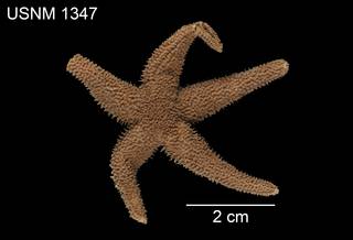 To NMNH Extant Collection (Asterias compta USNM 1347 - dorsal)