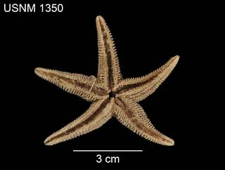 To NMNH Extant Collection (Asterias cribraria USNM 1350 - ventral)