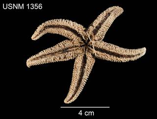 To NMNH Extant Collection (Leptasterias arctica USNM 1356 - ventral)