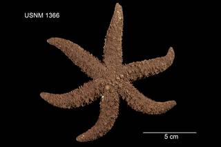 To NMNH Extant Collection (Asterias acervata USNM 1366 - dorsal)