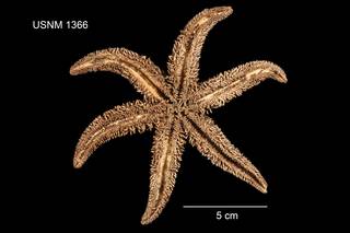 To NMNH Extant Collection (Asterias acervata USNM 1366 - ventral)