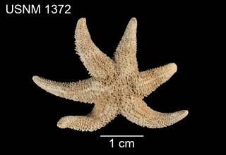 To NMNH Extant Collection (Asterias aequalis USNM 1372 - dorsal)