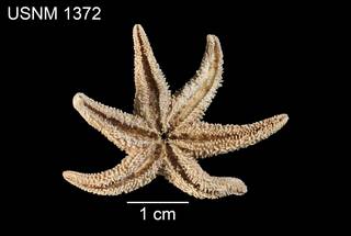 To NMNH Extant Collection (Asterias aequalis USNM 1372 - ventral)