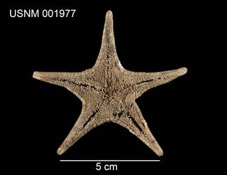 To NMNH Extant Collection (Mediaster aequalis USNM 001977 - dorsal)