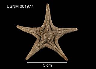 To NMNH Extant Collection (Mediaster aequalis USNM 001977 - ventral)