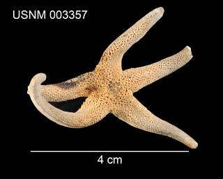 To NMNH Extant Collection (Linckia leviuscula USNM 003357 - dorsal)