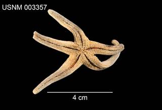 To NMNH Extant Collection (Linckia leviuscula USNM 003357 - ventral)