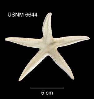 To NMNH Extant Collection (Archaster robustus USNM 6644 - dorsal)