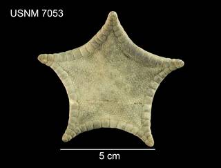 To NMNH Extant Collection (Tosia compta USNM 7053 - dorsal)