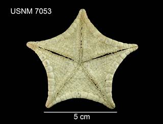 To NMNH Extant Collection (Tosia compta USNM 7053 - ventral)