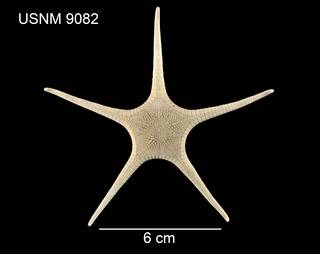 To NMNH Extant Collection (Archaster formosus USNM 9082 - dorsal)