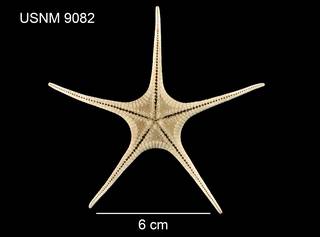 To NMNH Extant Collection (Archaster formosus USNM 9082 - ventral)