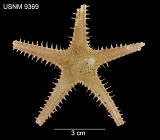 To NMNH Extant Collection (Archaster sepitus USNM 9369 - dorsal)