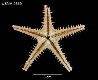 To NMNH Extant Collection (Archaster sepitus USNM 9369 - ventral)