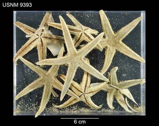To NMNH Extant Collection (Archaster americanus USNM 9393 - lot)