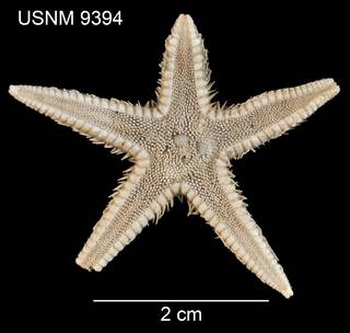 To NMNH Extant Collection (Archaster americanus USNM 9394 - dorsal)