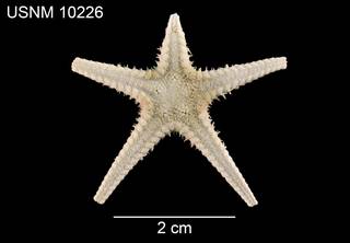 To NMNH Extant Collection (Pectinaster mixtus USNM 10226 - dorsal)