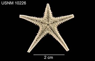 To NMNH Extant Collection (Pectinaster mixtus USNM 10226 - ventral)
