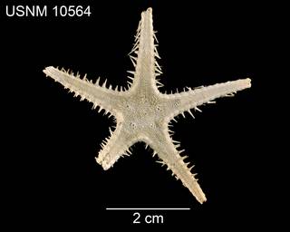 To NMNH Extant Collection (Pectinaster gracilis USNM 10564 - dorsal)