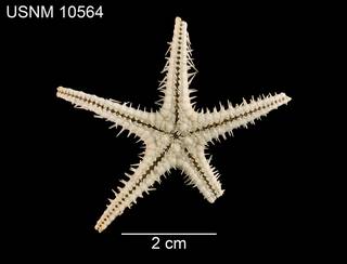 To NMNH Extant Collection (Pectinaster gracilis USNM 10564 - ventral)
