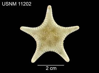 To NMNH Extant Collection (Odontaster setosus USNM 11202 - dorsal)