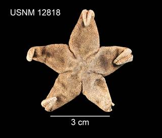 To NMNH Extant Collection (Henricia artica USNM 12818 - dorsal)