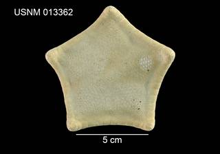 To NMNH Extant Collection (Pentagonaster planus USNM 013362 - dorsal)
