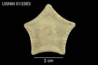 To NMNH Extant Collection (Pentagonaster simplex USNM 013363 - dorsal)