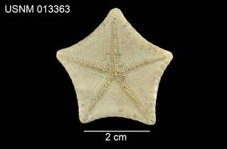 To NMNH Extant Collection (Pentagonaster simplex USNM 013363 - venral)
