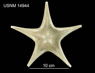 To NMNH Extant Collection (Pseudarchaster concinnus USNM 14944 - dorsal)