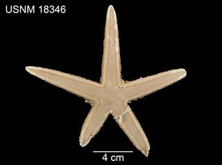 To NMNH Extant Collection (Astropecten comptus USNM 18346 - dorsal)