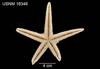 To NMNH Extant Collection (Astropecten comptus USNM 18346 - ventral)