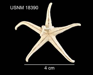 To NMNH Extant Collection (Henricia microspina USNM 18390 - ventral)