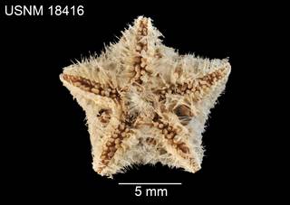 To NMNH Extant Collection (Maripaster acicula USNM 18416 - ventral)