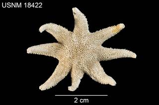 To NMNH Extant Collection (Solaster caribbaeus USNM 18422 - dorsal)