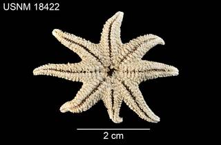 To NMNH Extant Collection (Solaster caribbaeus USNM 18422 - ventral)