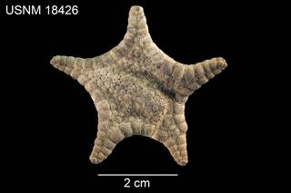 To NMNH Extant Collection (Cladaster rudis USNM 18426 - dorsal)
